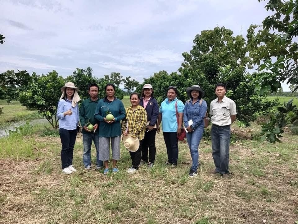 สายส้มมีเฮ! กรมวิชาการเกษตรแจ้งเกิดส้มโอพันธุ์ใหม่ กวก.พิจิตร 1 เปิดคุณสมบัติเด่นผลผลิตสูง เนื้อกุ้งนิ่ม สีขาวอมชมพู รสชาติหวาน กลิ่นหอมเฉพาะตัว