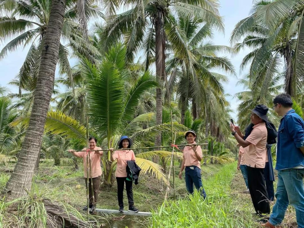 ตรวจ DNA แปลงแม่พันธุ์มะพร้าวน้ำหอม “ประยูร วิสุทธิไพศาล” พบหอมทุกต้นยันลูก 100%