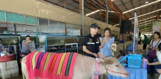 เตรียมไปงาน! “มหกรรมสัตว์เลี้ยงแห่งประเทศไทย ครั้งที่ 16”
