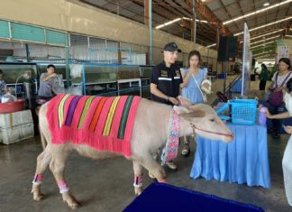 เตรียมไปงาน! “มหกรรมสัตว์เลี้ยงแห่งประเทศไทย ครั้งที่ 16”