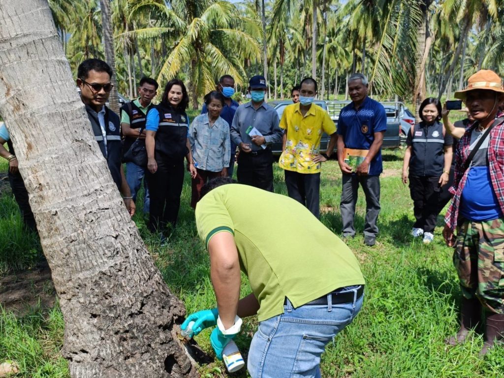 กรมวิชาการเกษตร ผนึกกำลัง สำนักงานเกษตรอำเภอทับสะแก ลุยสาธิตวิธีปราบ 2 แมลงศัตรูมะพร้าว สร้างความมั่นใจให้เกษตรกร