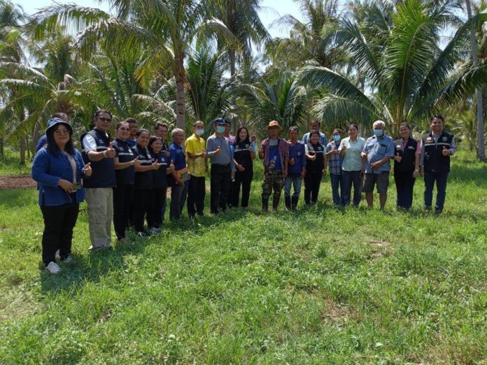 กรมวิชาการเกษตร ผนึกกำลัง สำนักงานเกษตรอำเภอทับสะแก ลุยสาธิตวิธีปราบ 2 แมลงศัตรูมะพร้าว สร้างความมั่นใจให้เกษตรกร