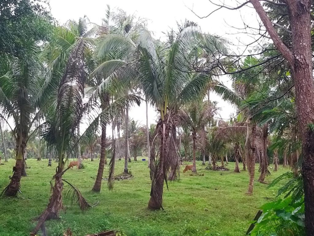 กรมวิชาการเกษตร ผนึกกำลัง สำนักงานเกษตรอำเภอทับสะแก ลุยสาธิตวิธีปราบ 2 แมลงศัตรูมะพร้าว สร้างความมั่นใจให้เกษตรกร