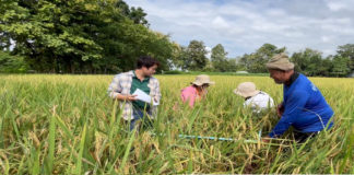 ศูนย์เมล็ดพันธุ์ข้าวกำแพงเพชร มุ่งผลิตเมล็ดพันธุ์ข้าวคุณภาพ และถ่ายทอดความรู้สู่เกษตรกร