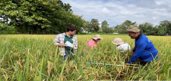 ศูนย์เมล็ดพันธุ์ข้าวกำแพงเพชร มุ่งผลิตเมล็ดพันธุ์ข้าวคุณภาพ และถ่ายทอดความรู้สู่เกษตรกร