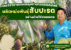 กรมวิชาการเกษตร ลุยขยายพันธุ์สับปะรด กวก. เพชรบุรี 2 เร่งถ่ายทอดเทคโนโลยีผลิตหน่อพันธุ์อย่างง่ายให้เกษตรกร