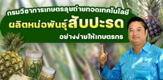 กรมวิชาการเกษตร ลุยขยายพันธุ์สับปะรด กวก. เพชรบุรี 2 เร่งถ่ายทอดเทคโนโลยีผลิตหน่อพันธุ์อย่างง่ายให้เกษตรกร