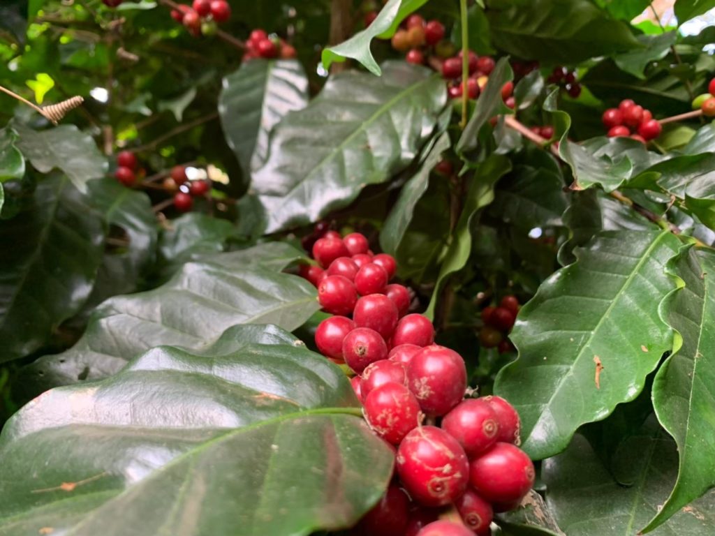 กรมวิชาการเกษตรโชว์นวัตกรรมแผ่นเทียบสีประเมินความสุกแก่ผลกาแฟ สะดวก รวดเร็ว ง่ายต่อการใช้งาน สร้างรายได้เพิ่มให้เกษตรกร