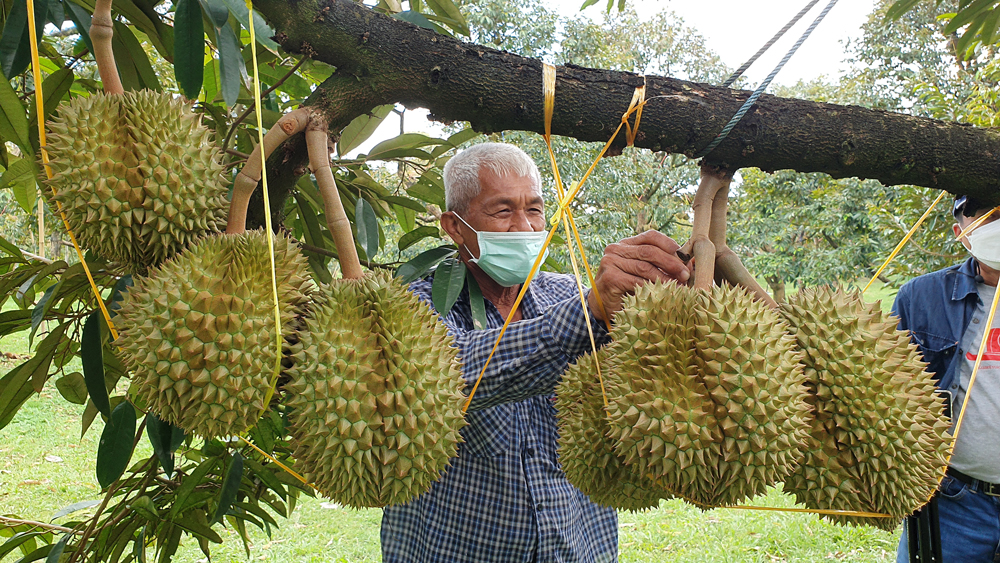 โครงการตามหาภูมิปัญญาทุเรียนภาคตะวันออก LIVEสดทุกสวน 7 วัน 7 คืน ต้องการผู้สนับสนุนด่วน!!!