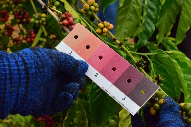 กรมวิชาการเกษตรโชว์นวัตกรรมแผ่นเทียบสีประเมินความสุกแก่ผลกาแฟ สะดวก รวดเร็ว ง่ายต่อการใช้งาน สร้างรายได้เพิ่มให้เกษตรกร