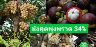 สศท.6 เผยผลพยากรณ์รอบแรก ไม้ผลภาคตะวันออก ปี 67 มังคุดพรวด ร้อยละ 34 รวม 4 ชนิด 1.19 ล้านตัน