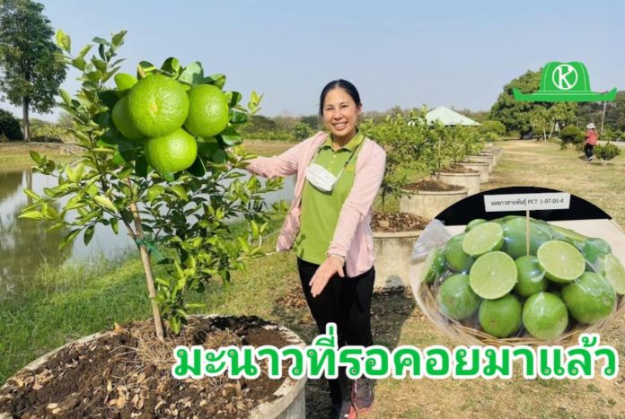 กรมวิชาการเกษตร แจ้งเกิดมะนาวพันธุ์ดี “กวก. พิจิตร 2” เมล็ดน้อย เปลือกบาง โตไว ให้ผลผลิตเร็ว ตอบโจทย์โดนใจเกษตรกร