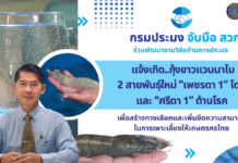 กรมประมง แจ้งเกิด..กุ้งขาวแวนาไม 2 สายพันธุ์ใหม่ ต้านโรค เพื่อเกษตรกรไทย