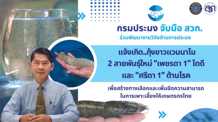 กรมประมง แจ้งเกิด..กุ้งขาวแวนาไม 2 สายพันธุ์ใหม่ ต้านโรค เพื่อเกษตรกรไทย