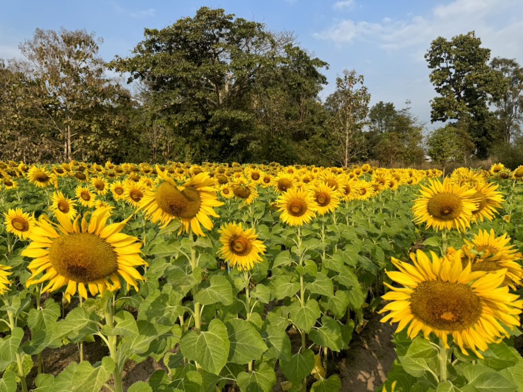 ธ.ก.ส. หนุนเกษตรกรหัวขบวน ปรับเปลี่ยนวิถีเกษตรสู่ Agro-Tourism พร้อมส่งเสริมการดีไซน์และแปรรูปผลิตภัณฑ์ไปยังตลาดที่มีกำลังซื้อสูง