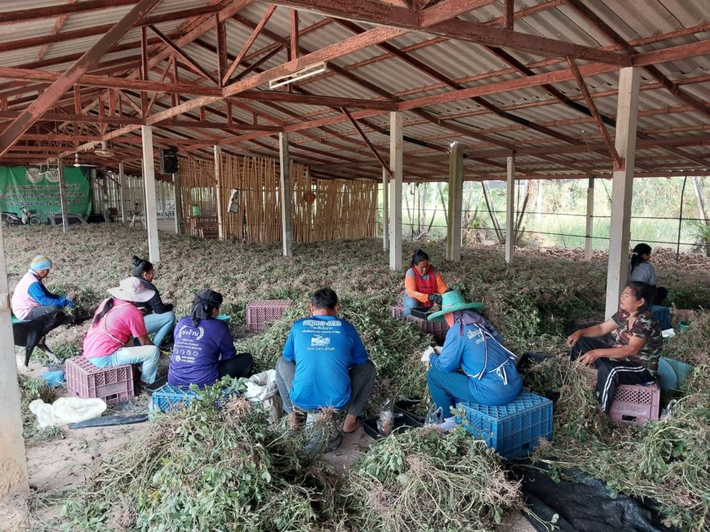 กรมส่งเสริมการเกษตร ดัน 3 ถั่วลิสงพันธุ์ดี ขยายสู่เกษตรกร ตั้งเป้าจะเป็นศูนย์กลางเมล็ดพันธุ์