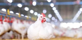 ซีพีเอฟชูระบบ "คอมพาร์ทเมนต์" ป้องกันไก่ไทยปลอดไข้หวัดนก