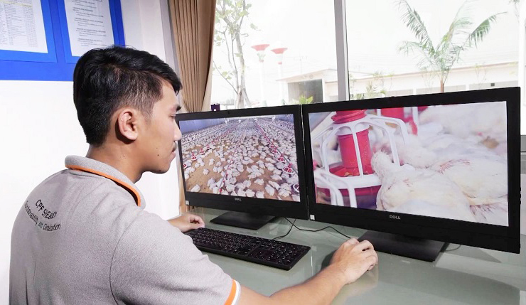 ซีพีเอฟชูระบบ "คอมพาร์ทเมนต์" ป้องกันไก่ไทยปลอดไข้หวัดนก