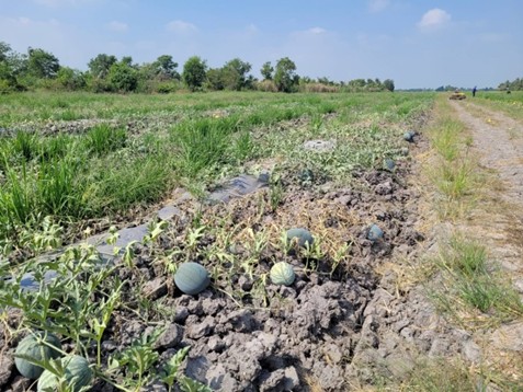กรมส่งเสริมการเกษตร ขอความร่วมมือเกษตรกรพื้นที่ลุ่มน้ำเจ้าพระยางดทำนาปรังรอบสอง แนะปลูกพืชใช้น้ำน้อยแทน