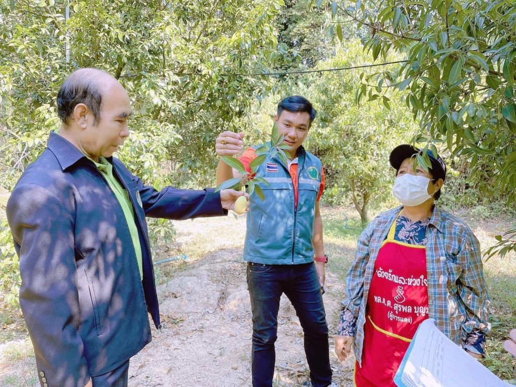 กรมส่งเสริมการเกษตร ชวนบริโภค “มะยงชิด มะปรางหวาน” ผลไม้อัตลักษณ์ขึ้นชื่อนครนายก ชี้ปีนี้ผลผลิตน้อย กระทบจากสภาพภูมิอากาศเปลี่ยนแปลง