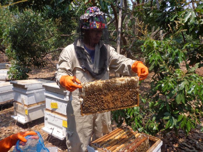 ชันโรง เพื่อเก็บน้ำผึ้งให้ได้คุณภาพช่วงฤดูแล้ง