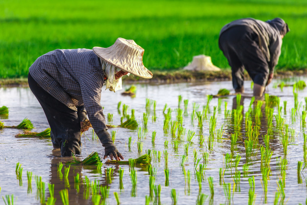 เกษตรฯ ชงเสนองบ ปี 68 รวม 4.37 แสนล้านบาท มุ่งเป้า เกษตรกรมีคุณภาพชีวิตที่ดี มีรายได้เพิ่มขึ้น 3 เท่า ภายใน 4 ปี