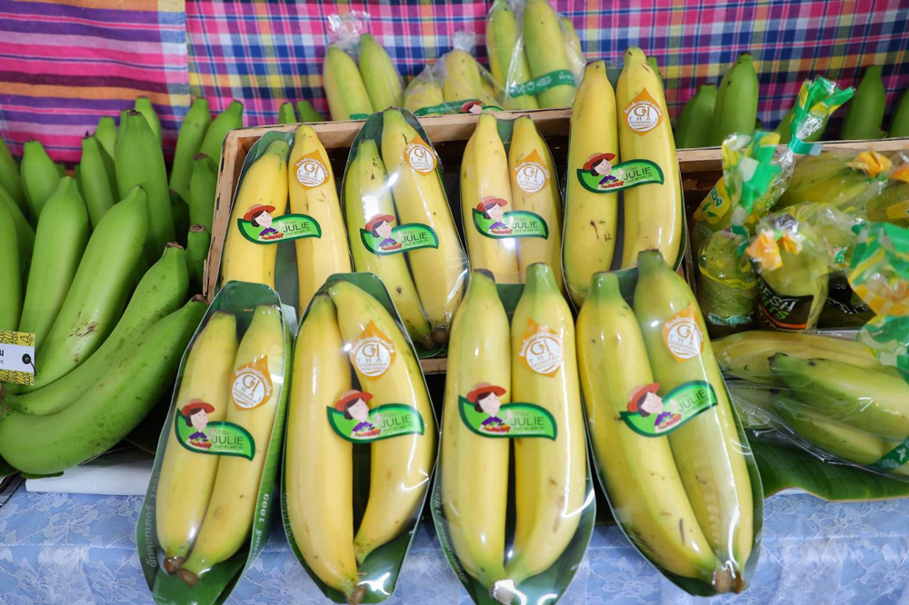 ก.เกษตรฯ ส่งเสริมแปลงใหญ่กล้วยหอมทองปทุมธานี ชู BCG Model เกษตรมูลค่าสูง