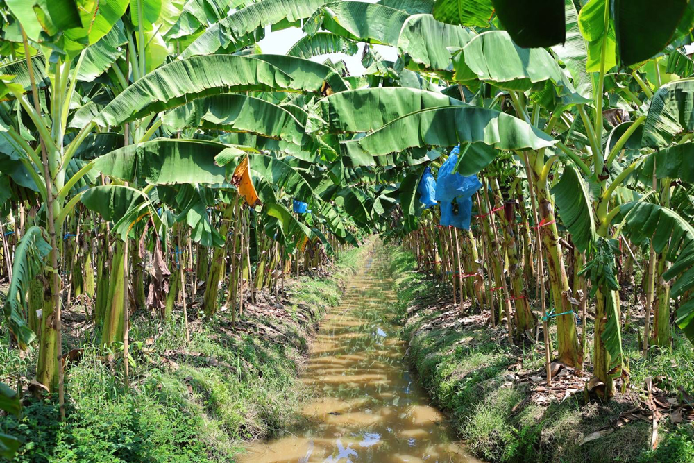 ก.เกษตรฯ ส่งเสริมแปลงใหญ่กล้วยหอมทองปทุมธานี ชู BCG Model เกษตรมูลค่าสูง