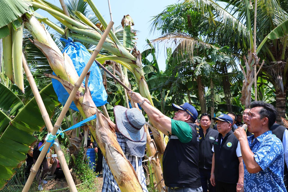 ก.เกษตรฯ ส่งเสริมแปลงใหญ่กล้วยหอมทองปทุมธานี