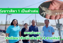 กรมประมง...เร่งพัฒนาสัตว์น้ำพันธุ์ดี 14 สายพันธุ์ หวังเกษตรกรรายได้เพิ่ม 3 เท่า ใน 4 ปี