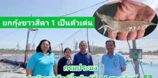 กรมประมง...เร่งพัฒนาสัตว์น้ำพันธุ์ดี 14 สายพันธุ์ หวังเกษตรกรรายได้เพิ่ม 3 เท่า ใน 4 ปี