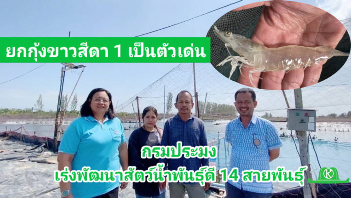 กรมประมง...เร่งพัฒนาสัตว์น้ำพันธุ์ดี 14 สายพันธุ์ หวังเกษตรกรรายได้เพิ่ม 3 เท่า ใน 4 ปี