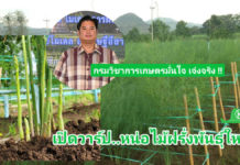 กรมวิชาการเกษตร เปิดวาร์ป หน่อไม้ฝรั่งพันธุ์ใหม่ ให้ผลผลิตสูง หน่อได้มาตรฐานส่งออก หนุนปลูกทดแทนพันธุ์เดิม ลดปัญหาขาดแคลนเมล็ดพันธุ์ดี