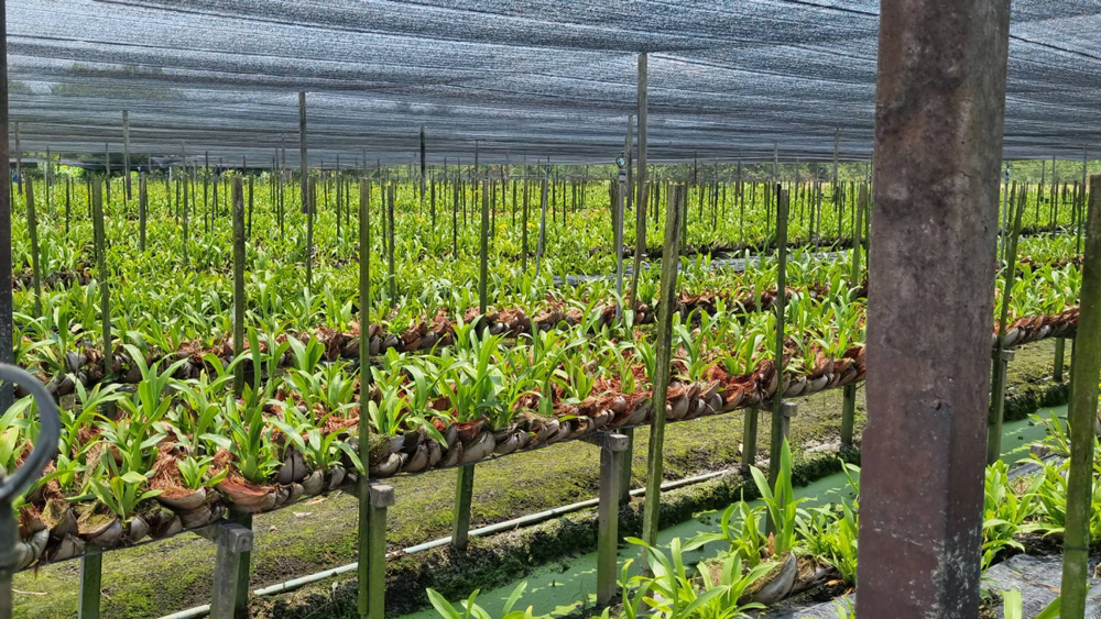 สวนกล้วยไม้พืชเศรษฐกิจสำคัญในพื้นที่คลองจินดา