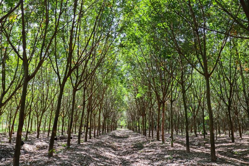 กยท. ลงนาม MOU อบก. ซื้อขายคาร์บอนเครดิตในสวนยาง ตั้งเป้าเพิ่มรายได้เสริมเกษตรกร 390 ล้านบาท