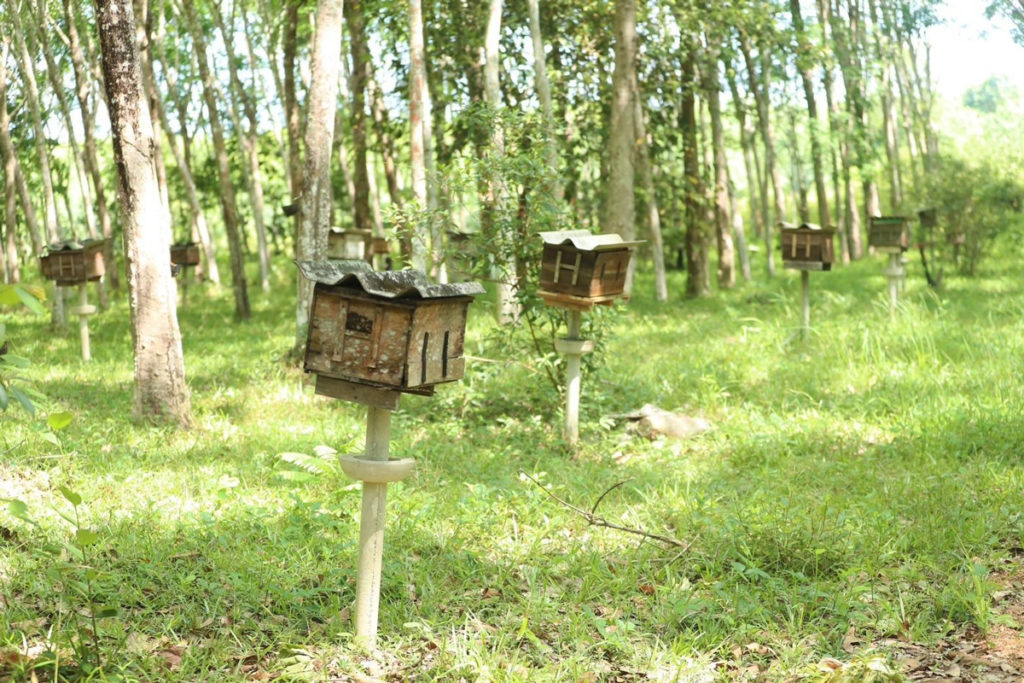 ดูการเลี้ยงผึ้งในสวนยาง