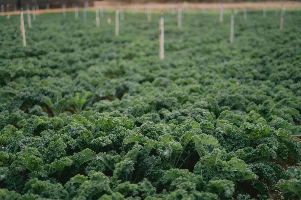 ราชินีผักใบเขียว “ผักเคล” จากแม่แจ่ม สู่เมนูอาหารสุขภาพ