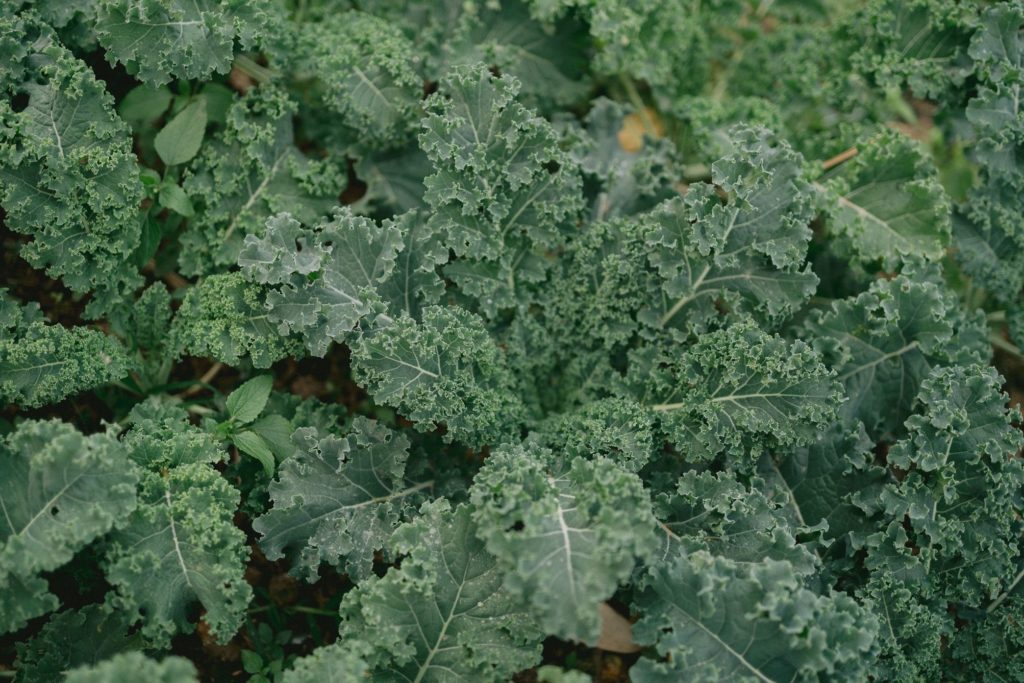 ราชินีผักใบเขียว “ผักเคล” จากแม่แจ่ม สู่เมนูอาหารสุขภาพ