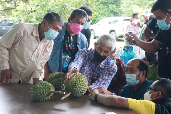 กรมส่งเสริมการเกษตร ยกระดับควบคุมทุเรียนคุณภาพภาคตะวันออก ฤดูกาลปี 67 เน้นย้ำใช้มาตรการ กำหนดเปอร์เซ็นต์แป้ง กำหนดวันเก็บเกี่ยว และตรวจก่อนตัด สกัดทุเรียนอ่อน