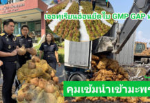 ธรรมนัส สั่ง! คุมเข้มนำเข้ามะพร้าว เตรียมลุยตะวันออก เจอทุเรียนอ่อนยึดใบ GMP/GAP ทันที