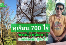 ปลูกทุเรียน 700 ไร่ แห่ตาย !! เพราะน้ำขาดสภาพคล่อง บทเรียนกำนันแดง จ.เพชรบุรี