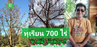 ปลูกทุเรียน 700 ไร่ แห่ตาย !! เพราะน้ำขาดสภาพคล่อง บทเรียนกำนันแดง จ.เพชรบุรี