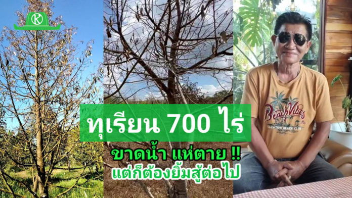 ปลูกทุเรียน 700 ไร่ แห่ตาย !! เพราะน้ำขาดสภาพคล่อง บทเรียนกำนันแดง จ.เพชรบุรี