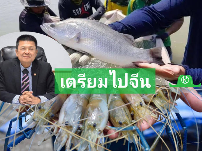 กรมประมง..เผยกุ้งก้ามกราม ปลากะพงขาว เตรียมส่งออกจีน