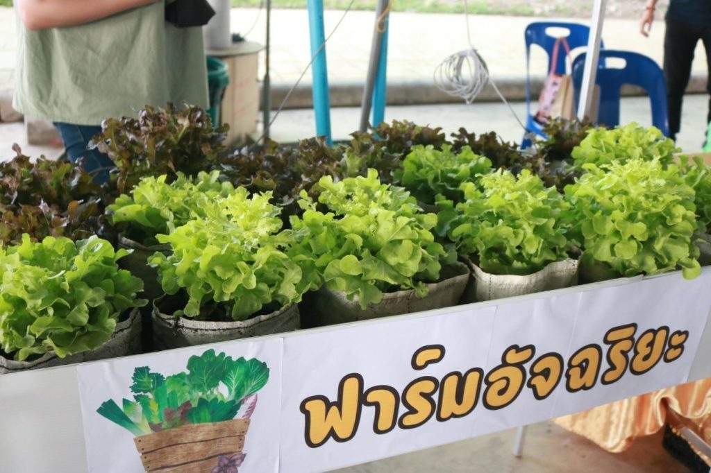 กรมส่งเสริมการเกษตรขับเคลื่อนโครงการส่งเสริมเกษตรเขตเมืองอัจฉริยะ (Urban Agriculture) ตั้งเป้า ปี 2567 จำนวน 1,000 แปลง ในพื้นที่ 5 จังหวัดนำร่อง