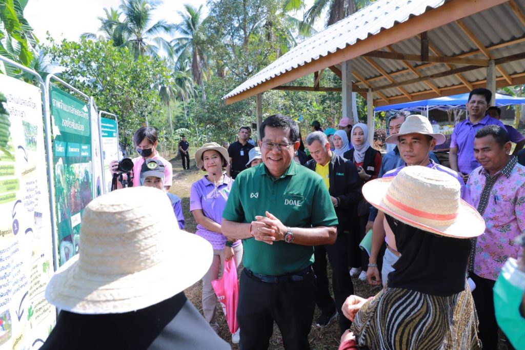 แนะเกษตรกรจัดการโรคเหี่ยวกล้วยหิน ทำลายต้นที่เป็นโรค ปลูกตามหลักวิชาการ