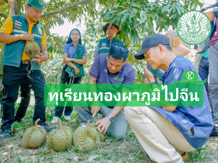 พัฒนาคุณภาพแปลงใหญ่ทุเรียนทองผาภูมิ เสริมองค์ความรู้ผ่านโรงเรียนเกษตรกร ดันผลผลิตส่งออก 500 ตันไปจีน สร้างโอกาสทำเงินให้เกษตรกร