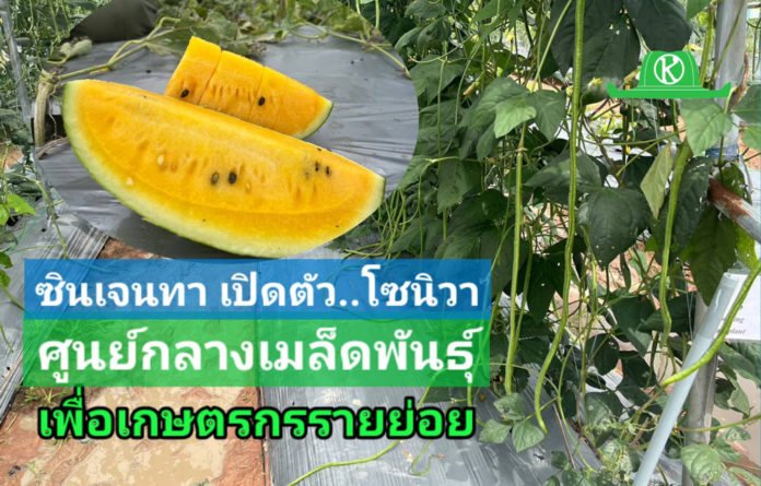 ซินเจนทา เปิดตัว “โซนิวา” ชูไทยเป็นศูนย์กลางเมล็ดพันธุ์ในเอเชียตะวันออกเฉียงใต้ เสริมสร้างศักยภาพให้เกษตรกรรายย่อย