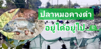 กรมประมง “ลงแขกลงคลอง” จับจริง “ปลาหมอคางดำ” อยู่ได้อยู่ไป
