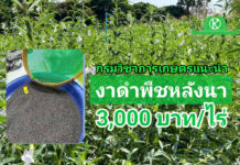 “งาดำพันธุ์อุบลราชธานี 3” พืชหลังนาสร้างรายได้เสริมกว่า 3,000 บาท/ไร่